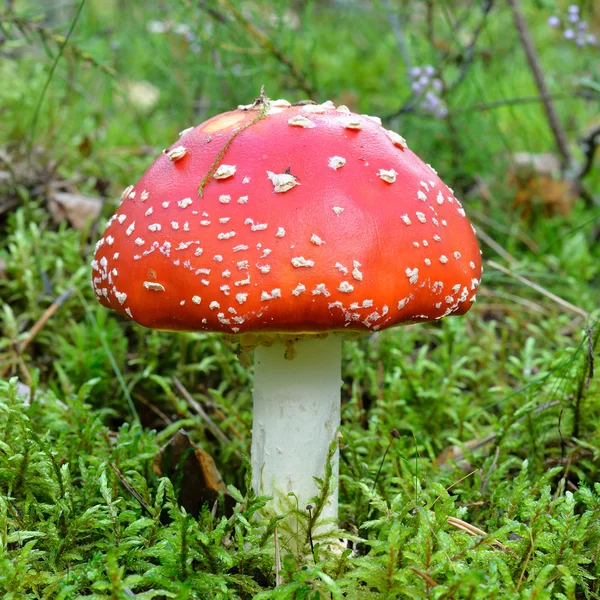 Agaric mushroom. Toadstool in forest — Stock Photo, Image