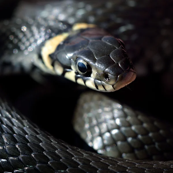 풀 뱀 클로즈업 — 스톡 사진