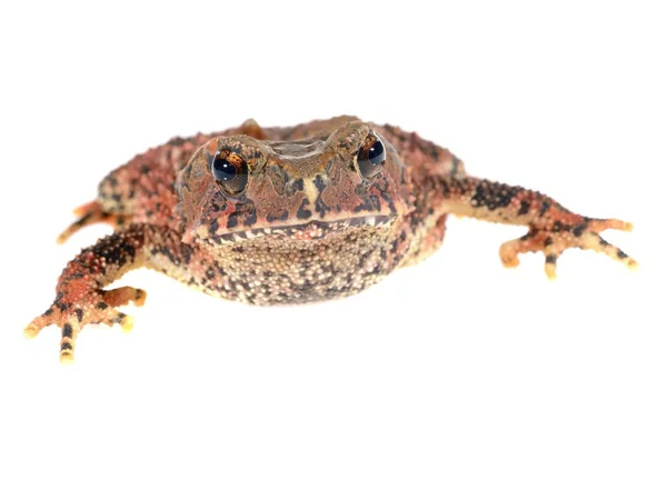 Bony-headed toad Ingerophrynus galeatus isolated on white — Stock Photo, Image