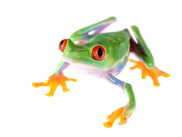 Red-eye tree frog Agalychnis callidryas isolated on white — Stock Photo, Image