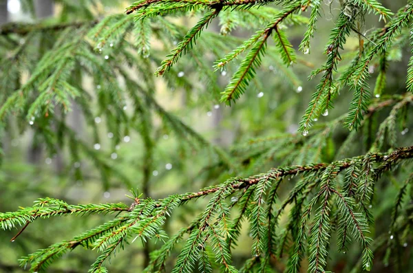 Pine tree close-up — Stock Photo, Image