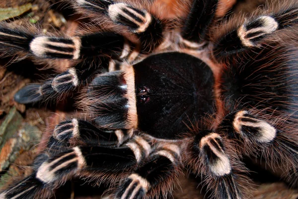 Balck tarantula — стоковое фото