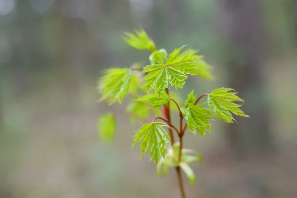 New leaves on tree in spring — Stock Photo, Image
