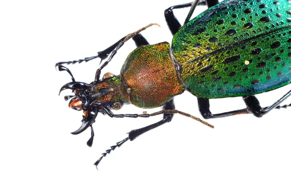 Kolorowe beetle ziemi na białym tle — Zdjęcie stockowe