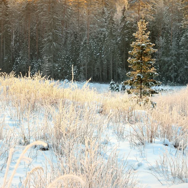 Winter countyside weergave — Stockfoto