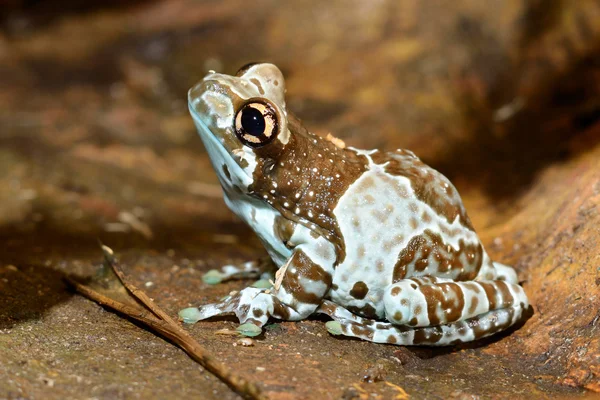 Kolorowe żaby w terrarium — Zdjęcie stockowe