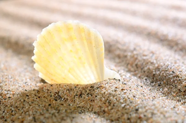 Морская раковина на песчаном пляже — стоковое фото