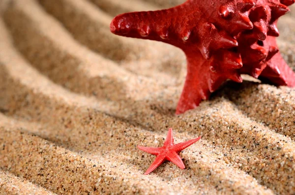Two sea stars on the sandy beach