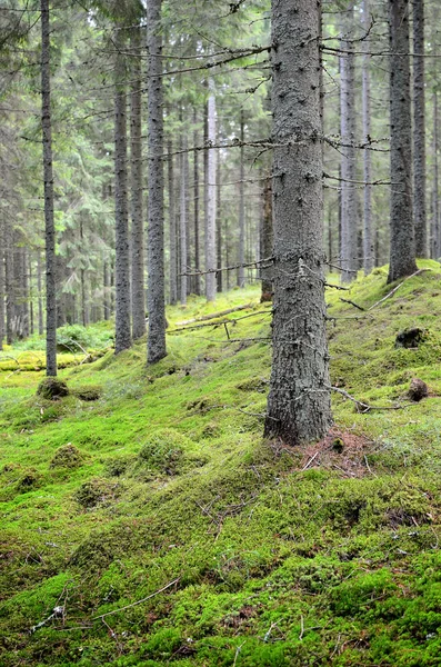 Dunkler Kiefernwald — Stockfoto