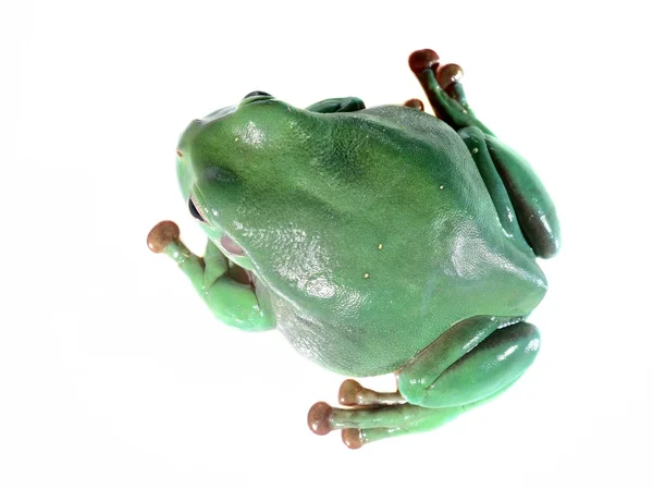 Australiano árvore verde sapo Litoria caerulea isolado em branco — Fotografia de Stock