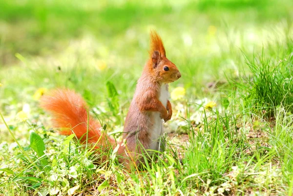 Niedliches orangefarbenes Eichhörnchen steht auf dem Gras mit Blumen — Stockfoto