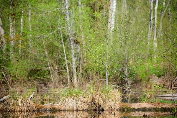 Őszén folyó és erdő gondolkodási színhelye — Stock Fotó