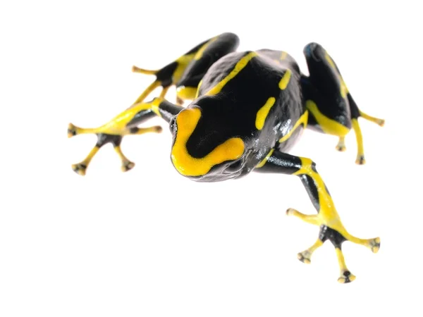 Žlutá barva šipky žába dendrobates tinctorius allanis izolované na bílém — Stock fotografie