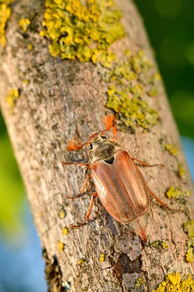 Chrabąszcz majowy czy maju błąd (Melolontha melolontha) w środowisku naturalnym — Zdjęcie stockowe