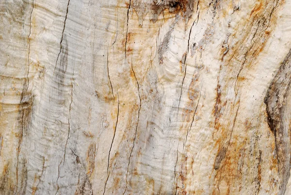 Corcho de madera. Textura de corteza de árbol — Foto de Stock