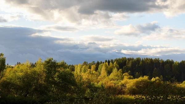 Waldszene im Herbst — Stockfoto