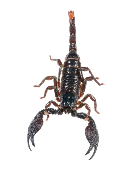 Scorpion pandinus imperator isolerade på vitt. ingen skugga — Stockfoto