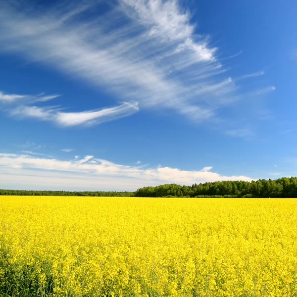 Campo de colza amarilla en Letonia —  Fotos de Stock