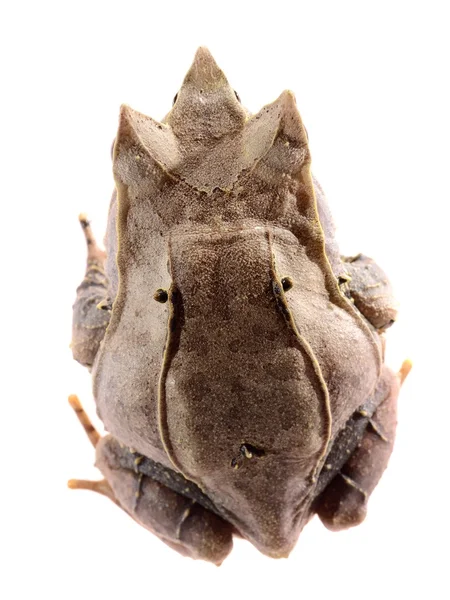 Lång-nosed behornade groda megophrys nasuta isolerad på vit — Stockfoto