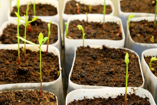 Plantas se cultivan en laboratorio —  Fotos de Stock