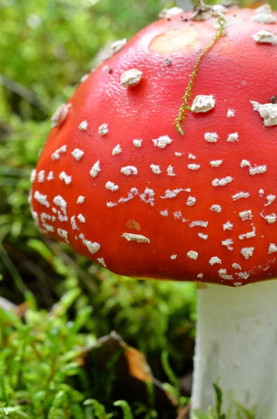 Cogumelo agárico. toadstool na floresta — Fotografia de Stock