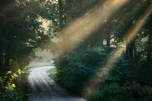 Väg- och solstrålar i stark dimma i skogen — Stockfoto
