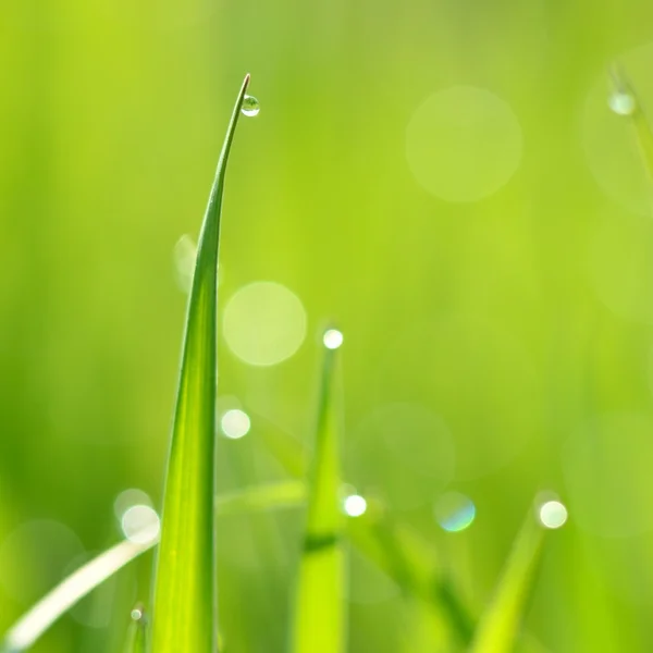 Frisches grünes Gras mit Wassertropfen aus nächster Nähe — Stockfoto