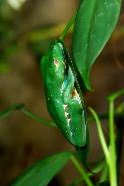 在陆地培养红眼蛙 agalychnis callidryas — 图库照片