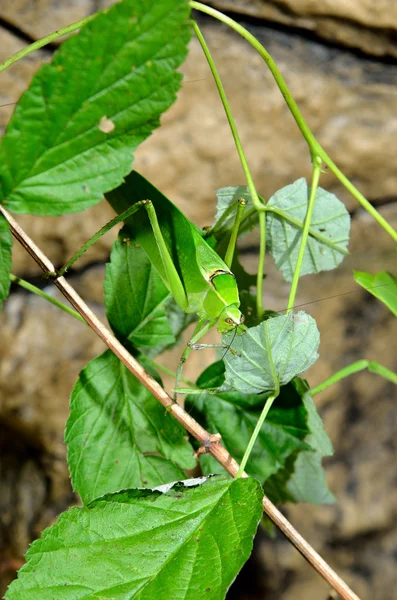 Eksotisk grøn græshoppe - Stock-foto