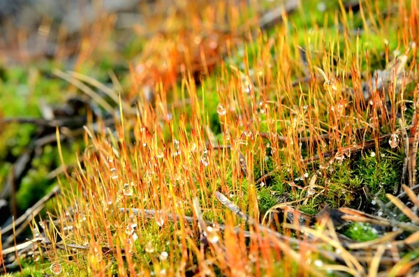 Spore di muschio rosso colorato primo piano nella foresta — Foto Stock