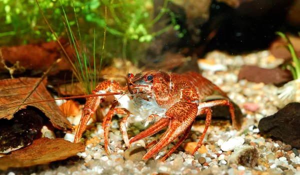 Cangrejo de río con garras estrechas Astacus leptodactylus en la naturaleza —  Fotos de Stock