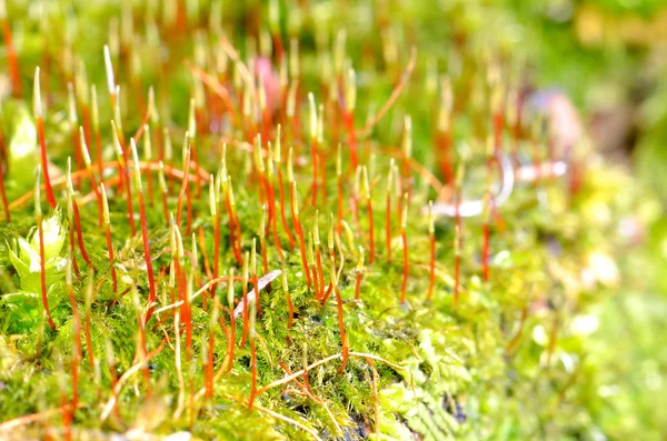 Detail barevné Moss s výtrusy — Stock fotografie
