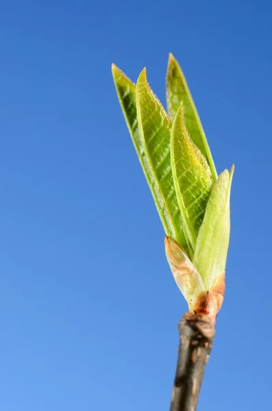 Green tree bud close-up against blue sky in spring — Stock Photo, Image