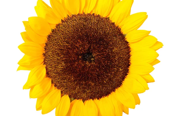 Sunflower close-up isolated on white — Stock Photo, Image