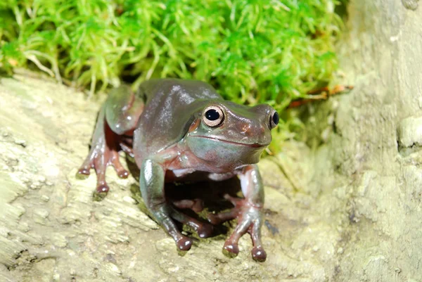 Colorful green frog sitting in terrarium — Stock Photo, Image