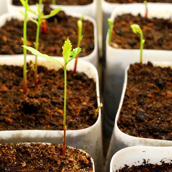 Plantas se cultivan en laboratorio —  Fotos de Stock