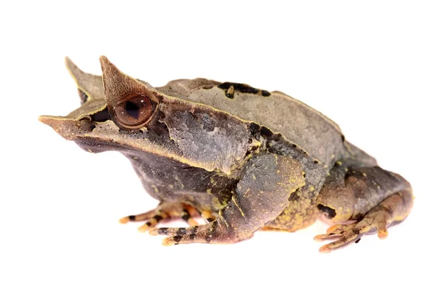 La rana cornuta dal naso lungo Megophrys nasuta isolata su bianco — Foto Stock