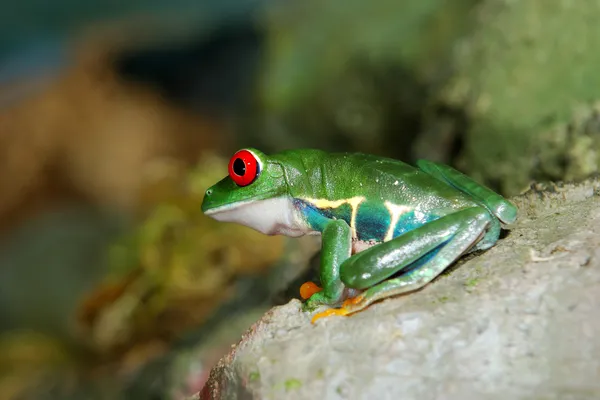 Rana roja Agalychnis callidryas en terrario —  Fotos de Stock