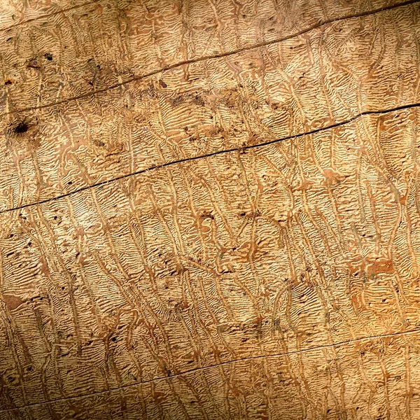 Cortiça de madeira. Textura da casca da árvore . — Fotografia de Stock