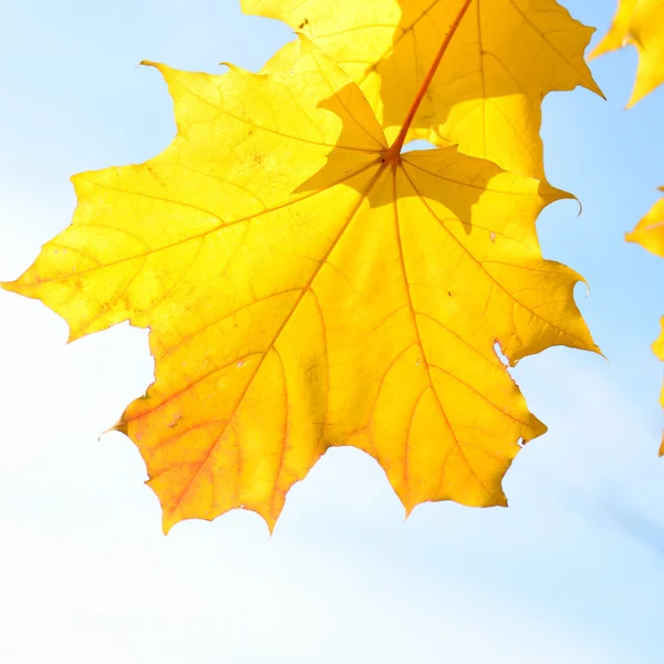 Осенние листья крупный план — стоковое фото