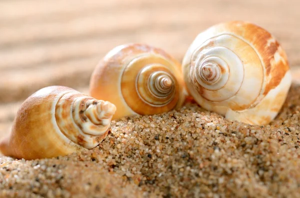 Sea shells on the sandy beach — Stock Photo, Image