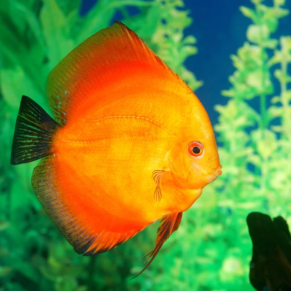 Discus vis symphysodon spp. in aquarium — Stockfoto