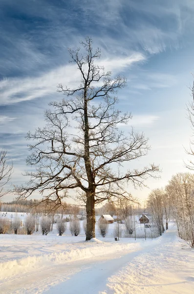 Vista para o campo de Inverno — Fotografia de Stock