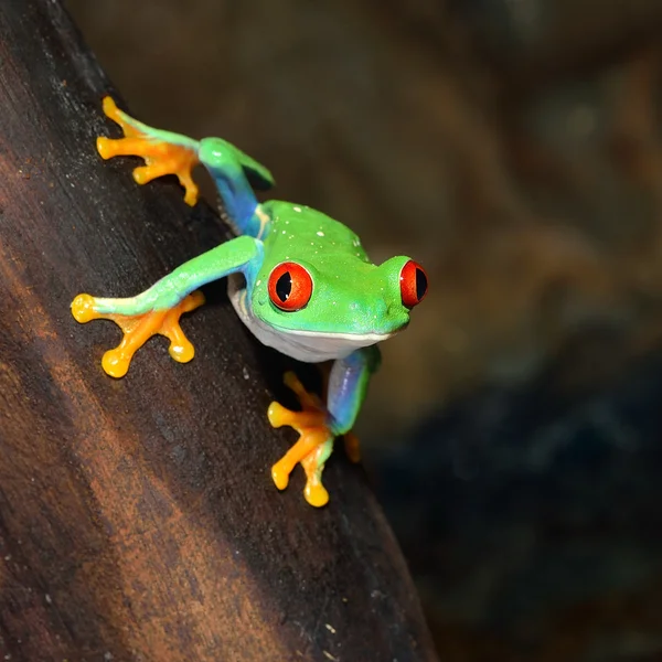 Rana árbol de ojos rojos Agalychnis callidryas en terrario — Foto de Stock