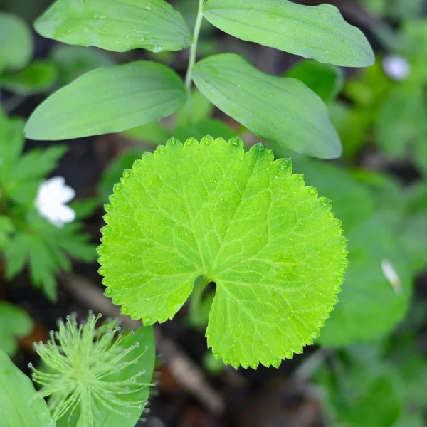 Forest plants close-up — Stock Photo, Image