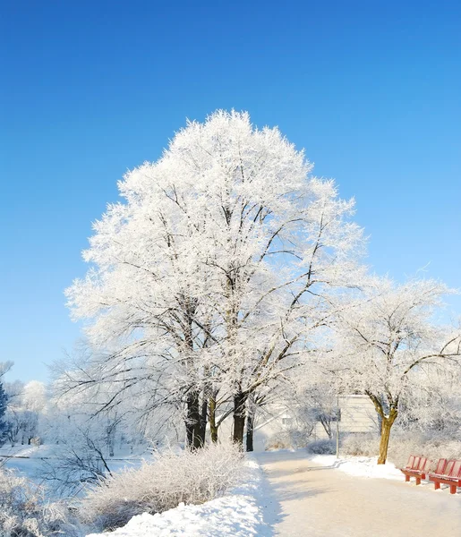 树木覆盖着白雪的一个公园里里加，拉脱维亚 — 图库照片