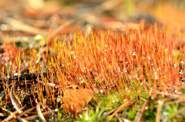 Colorful red moss spores close-up in the forest — Stock Photo, Image