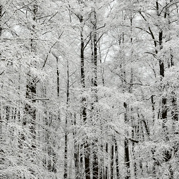Zimowa scena z szron na drzewach — Zdjęcie stockowe