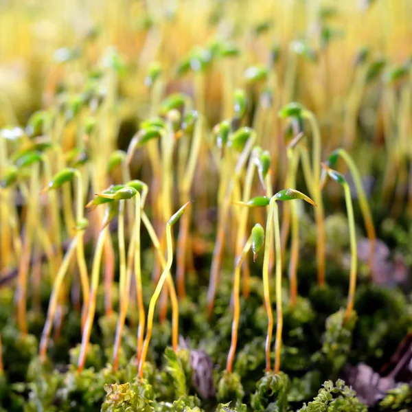 Primo piano di un muschio colorato con spore — Foto Stock