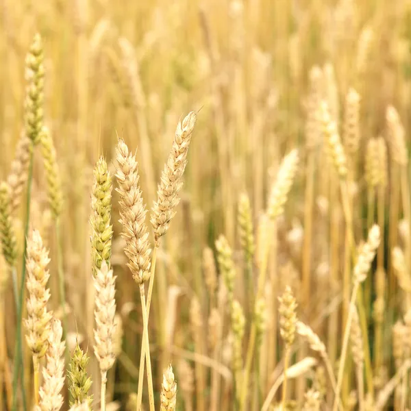 Wheat field close-up — Stock Photo, Image